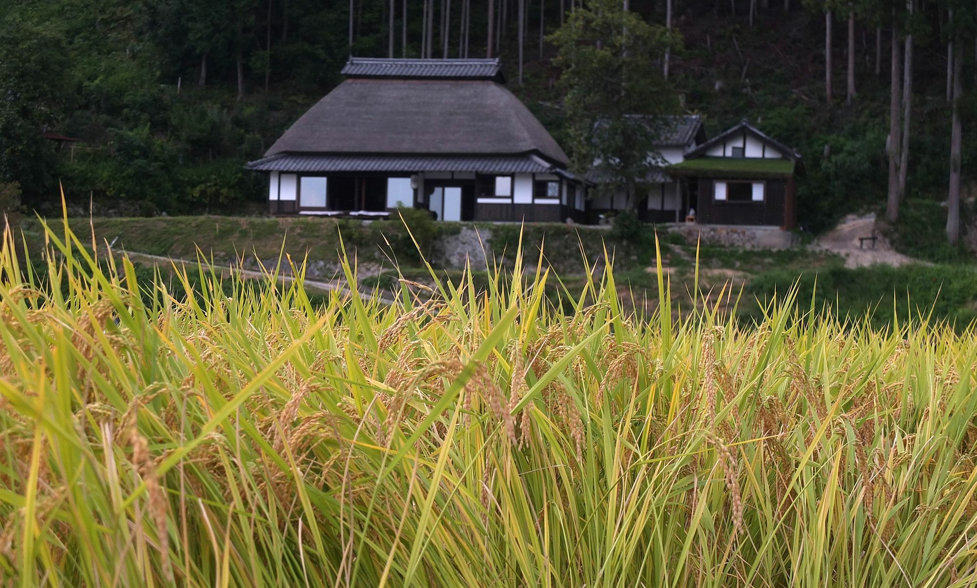 Sasayuri-Ann Villa Nara Bagian luar foto